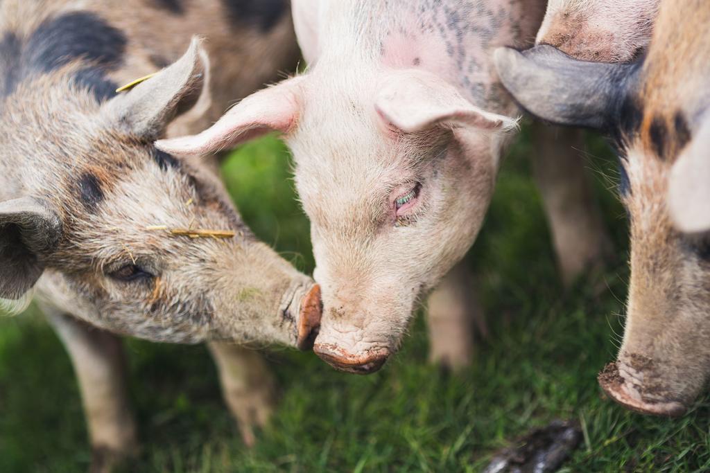 Hogbo Brukshotell Sandviken Exteriér fotografie